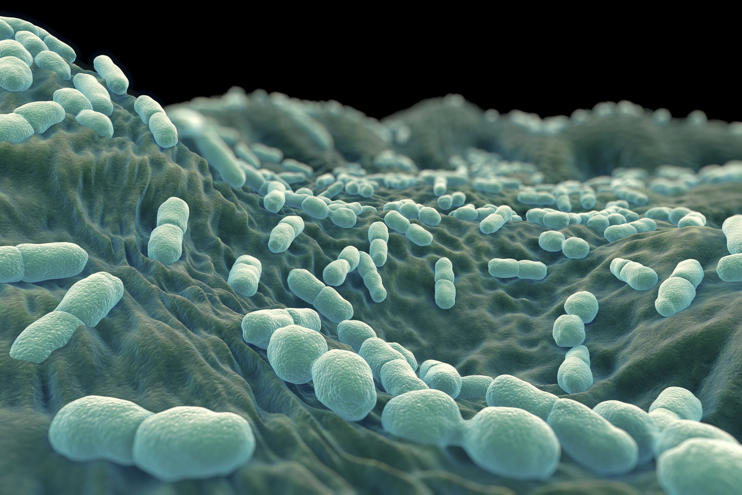 PHOTO: Listeria Bacteria