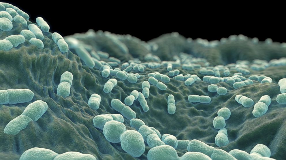 PHOTO: Listeria Bacteria