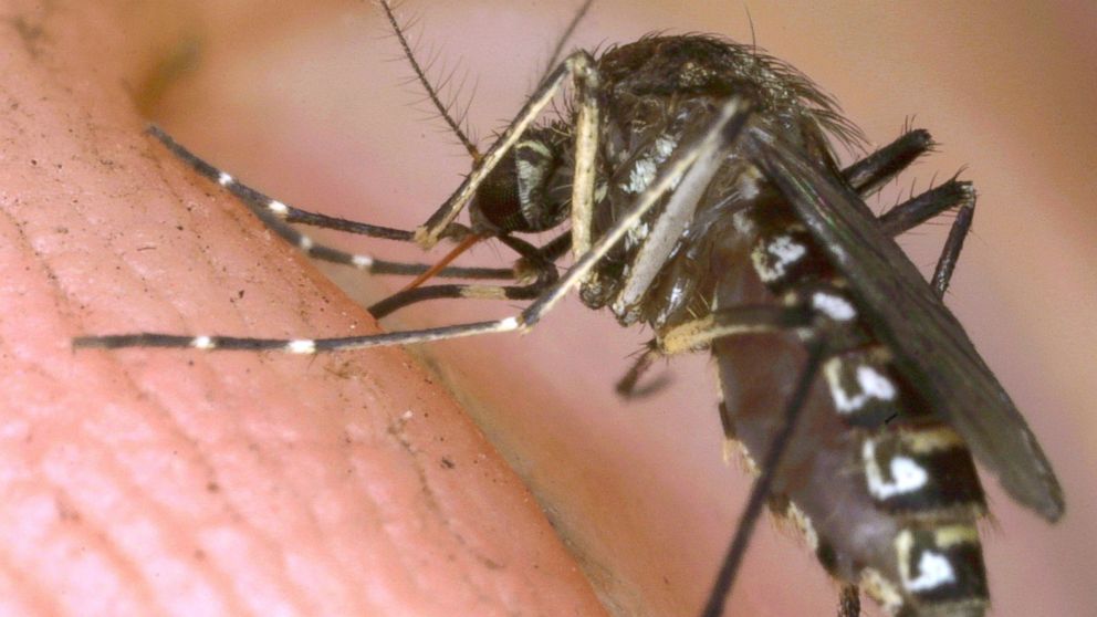 Learn how to protect yourself from West Nile, chikungunya and EEE.