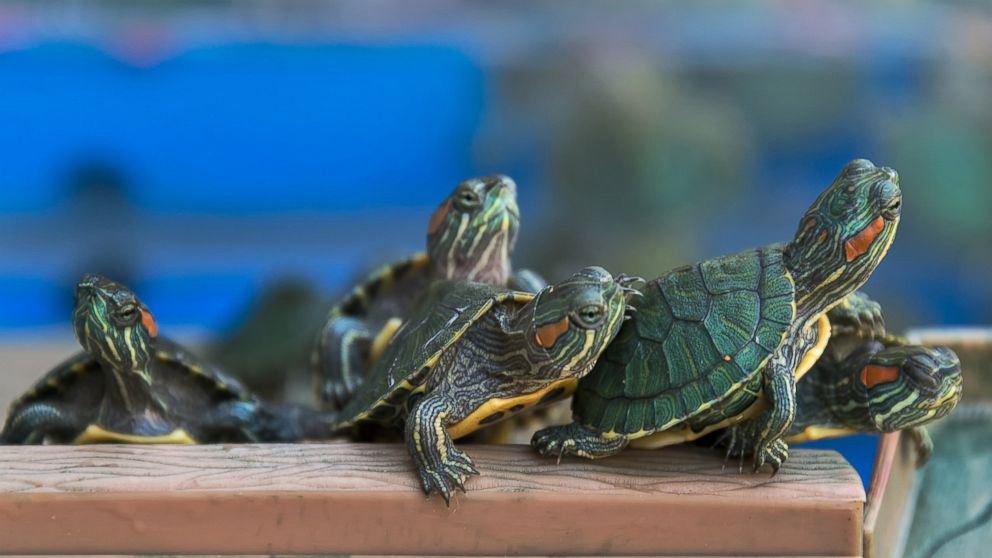 The red-eared slider (Trachemys scripta elegans) is a semiaquatic turtle belonging to the family Emydidae. It is the most popular pet turtle in the United States and also popular in the rest of the world. 
