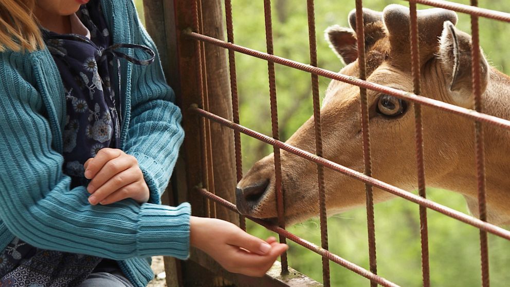 PHOTO: A child feeds a deer at a petting zoo in this file photo. 