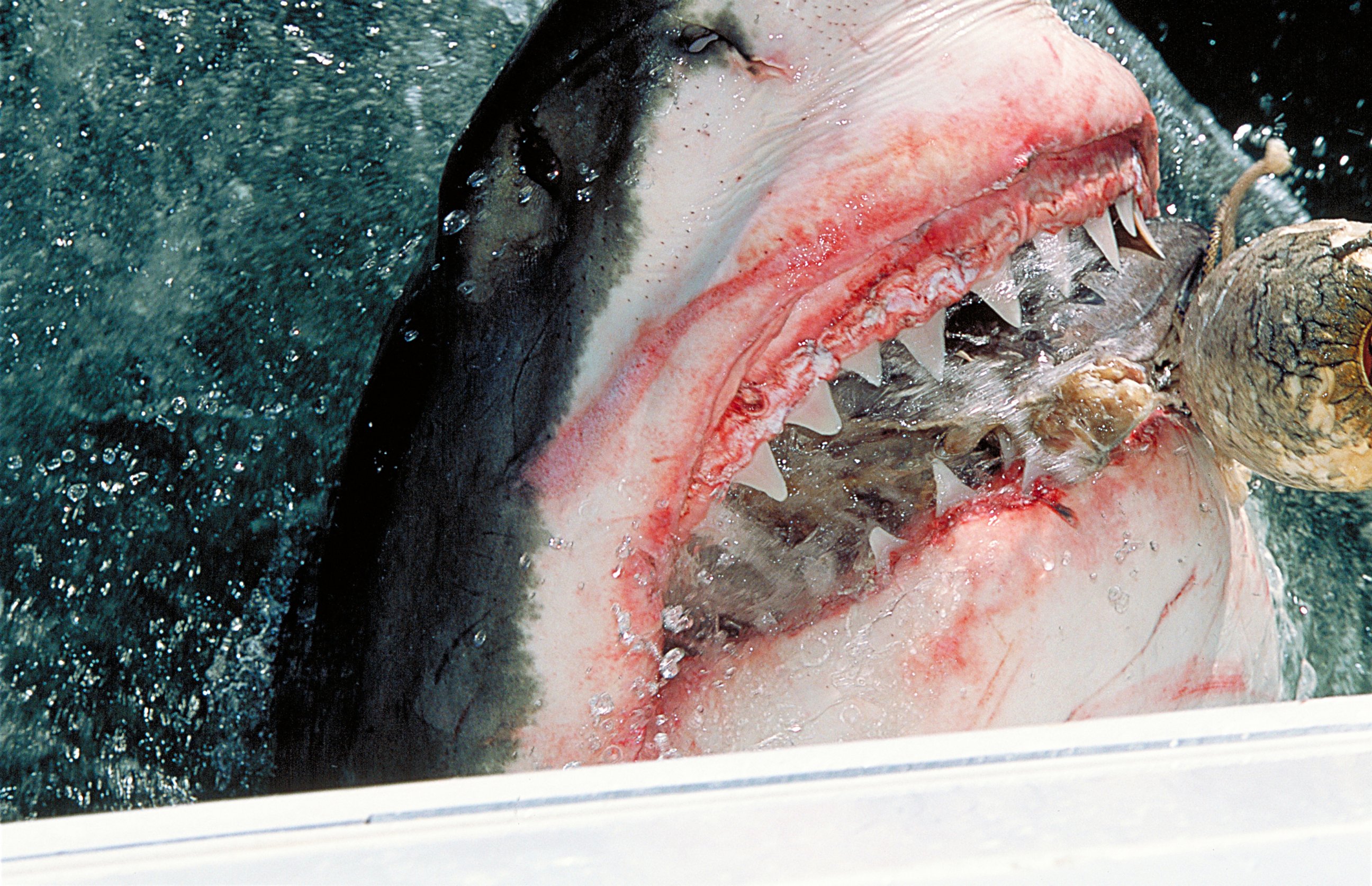 PHOTO: A great white shark is pictured in this stock image.