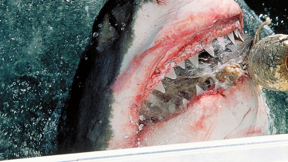 A great white shark is pictured in this stock image.