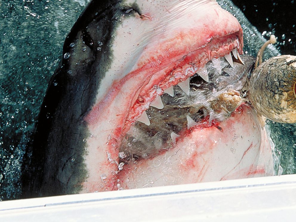 PHOTO: A great white shark is pictured in this stock image.