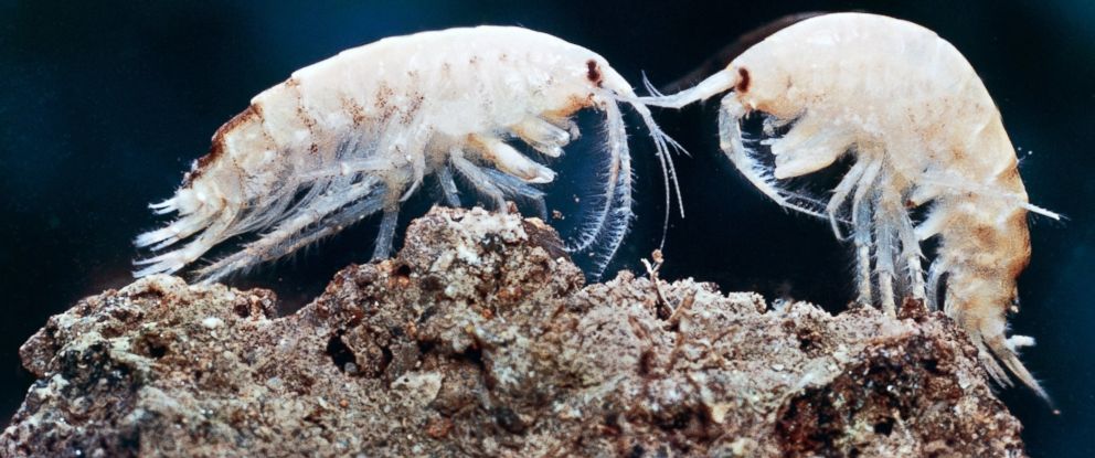 These Terrifying Parasites Turn Shrimp Into Zombies That Eat Their ...