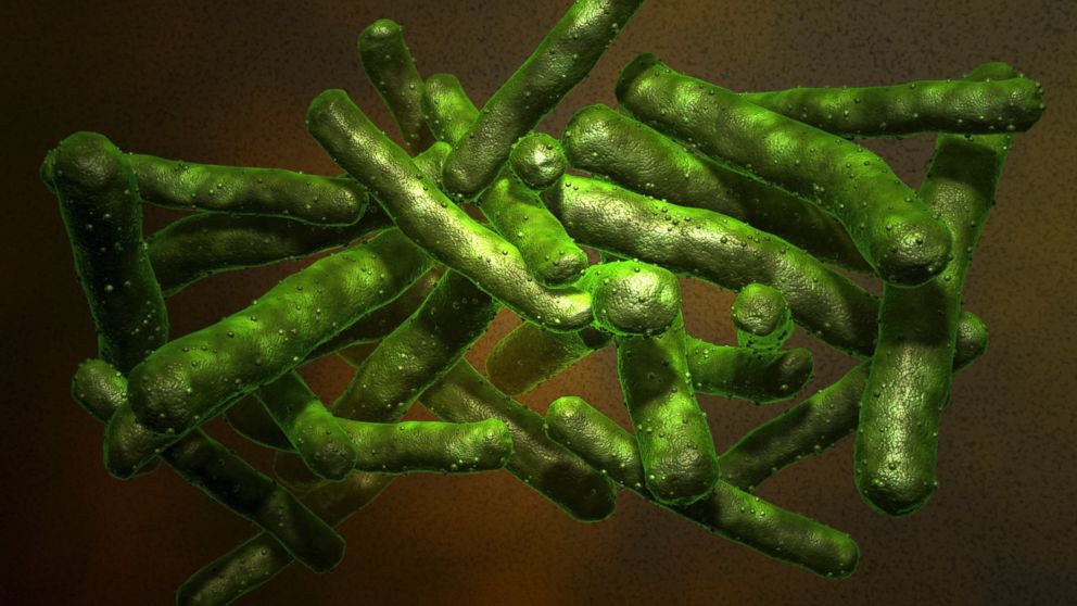 Mycobacterium tuberculosis is shown in this undated stock image.
