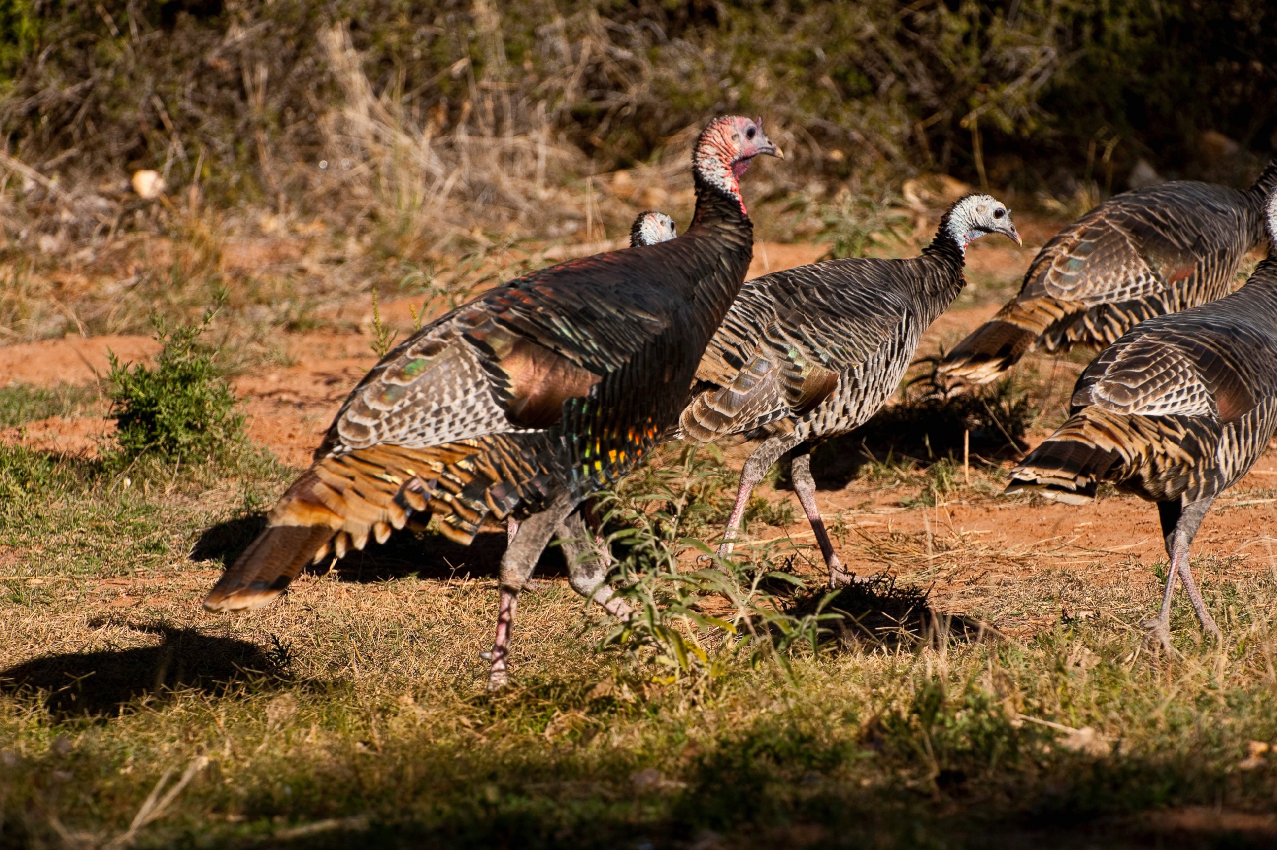 PHOTO: These wild turkeys are similar to what the pilgrims would have eaten.