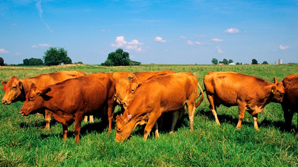 USDA conducting studies on beef due to bird flu outbreak but maintain ...