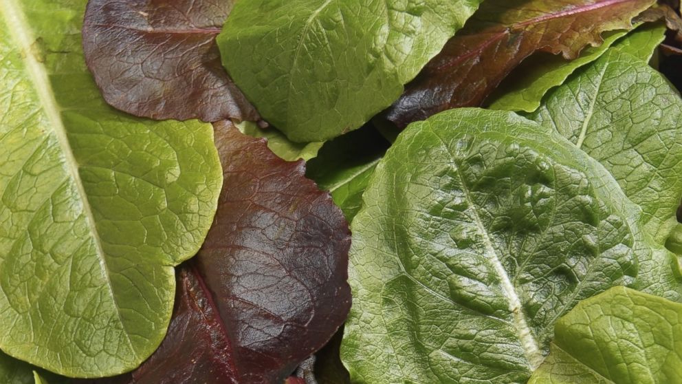 Organic romaine lettuce leaves.