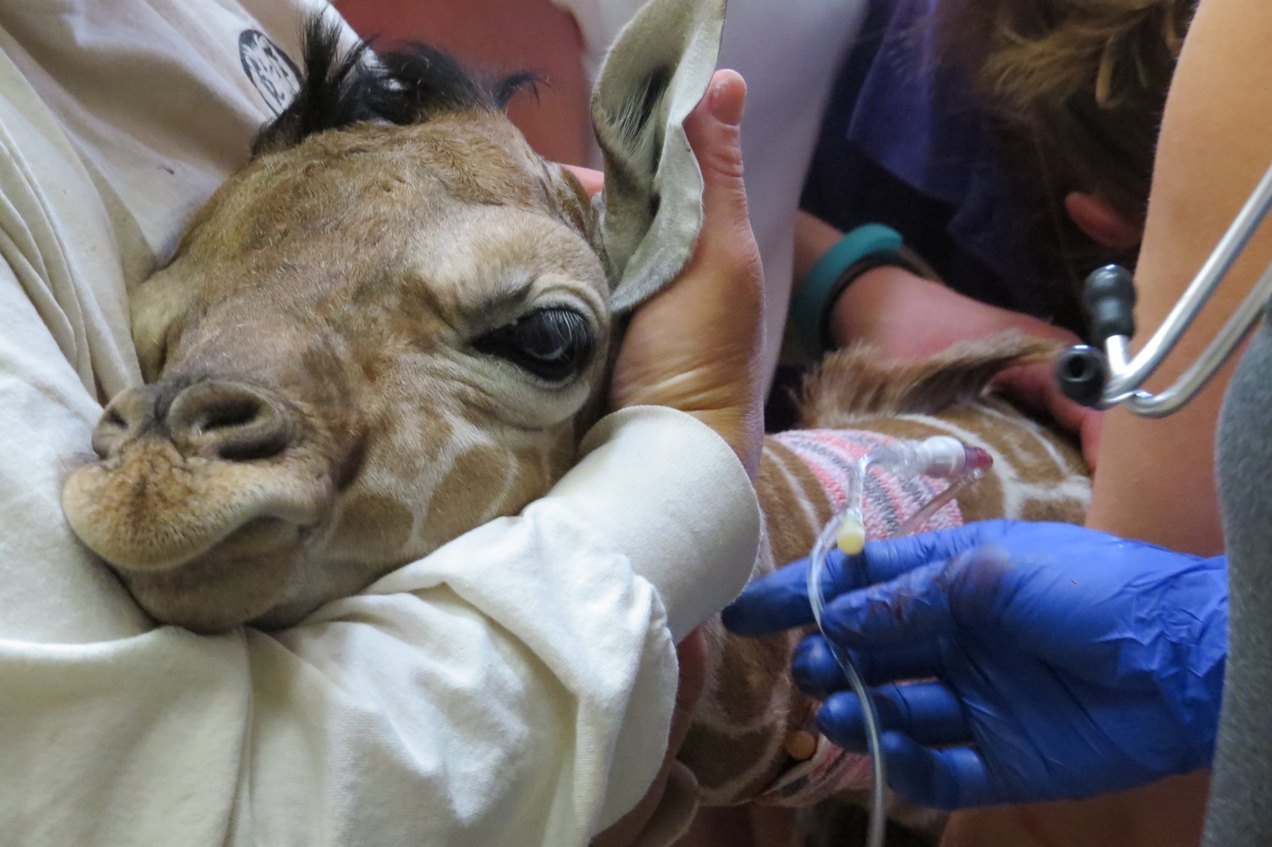 PHOTO: Other giraffes were trained to hold still so staff could get the plasma donation.