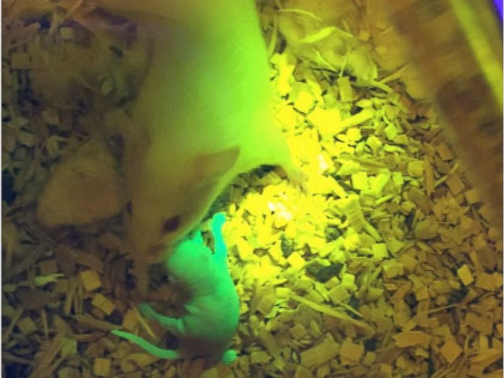 PHOTO: So far they have only used it on mice.
