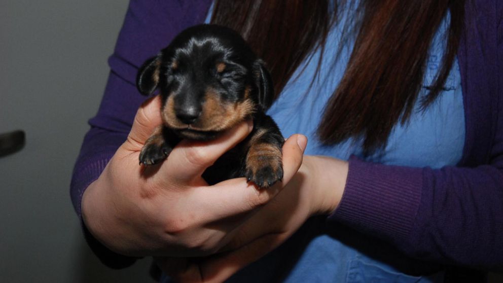 Mini Winnie is a clone of an elderly dog named Winnie, a 12-year-old dachshund.