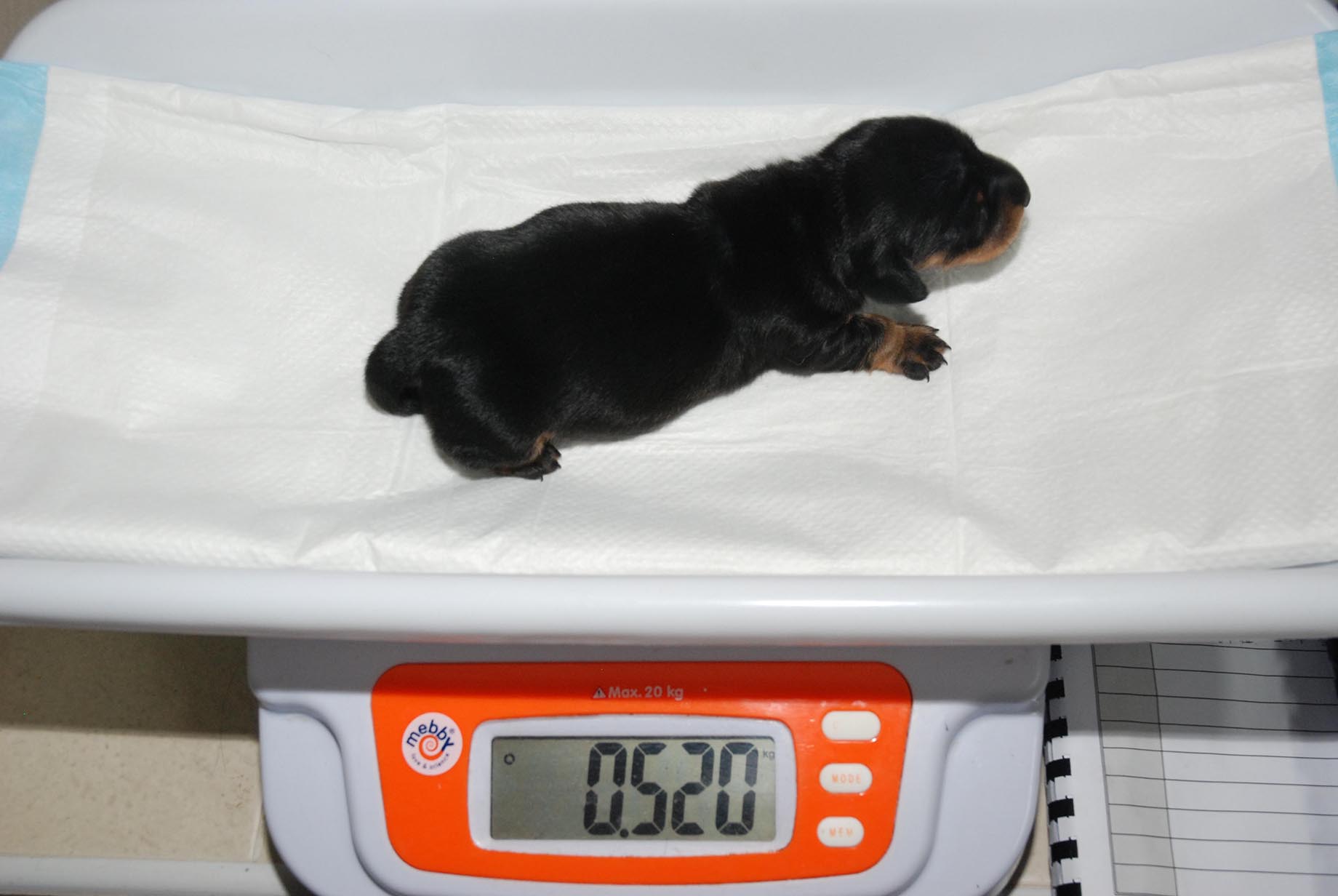 PHOTO: Mini Winnie was only .52 kilograms.
