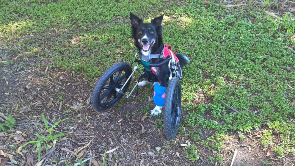 Ziggy, with his customized cart, after specialist surgery at The University of Queensland’s Veterinary Medical Centre is pictured in this undated photo.