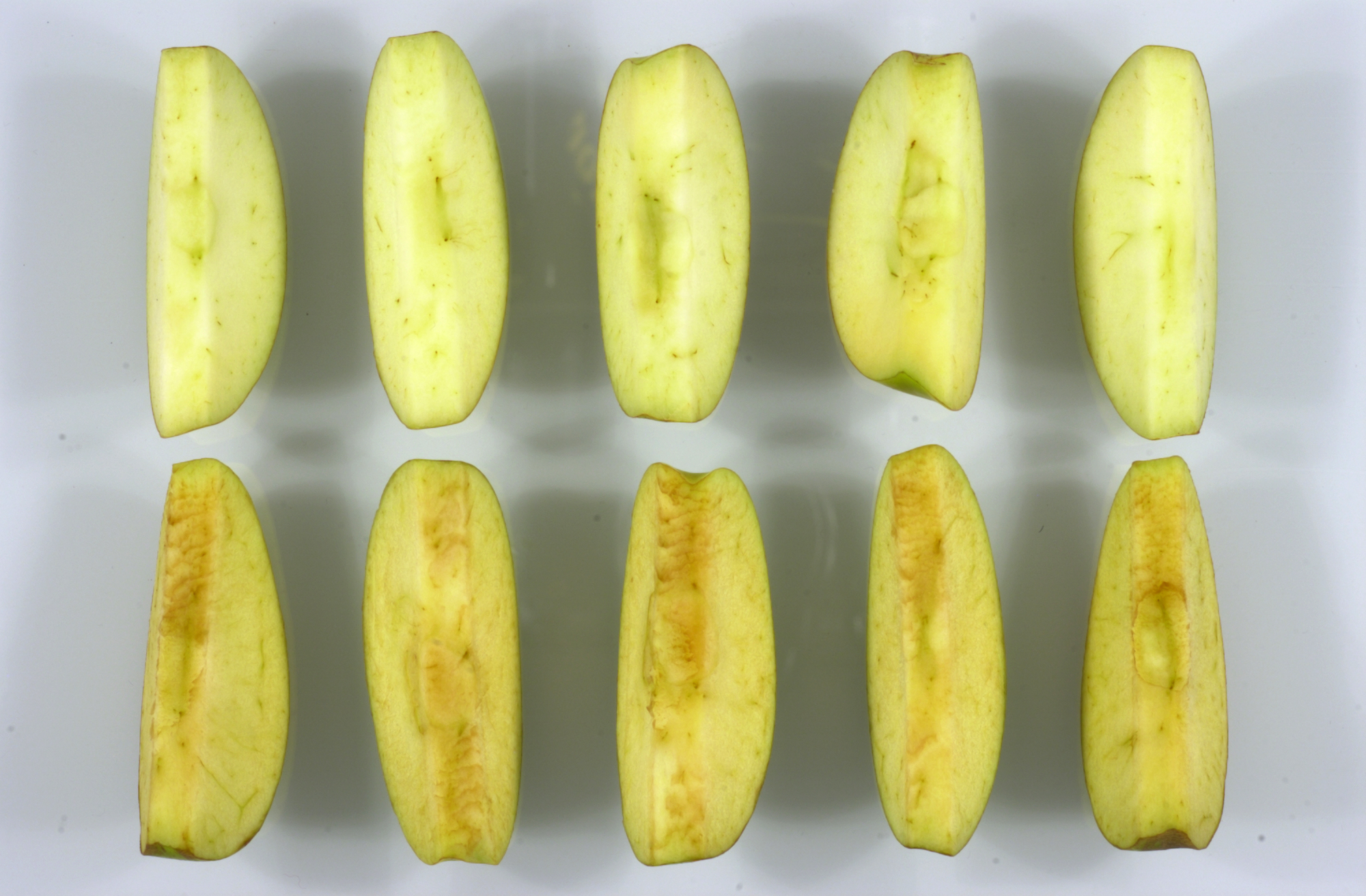 PHOTO: The difference between Arctic Granny slices, top, and conventional Granny slices on the bottom is seen here.