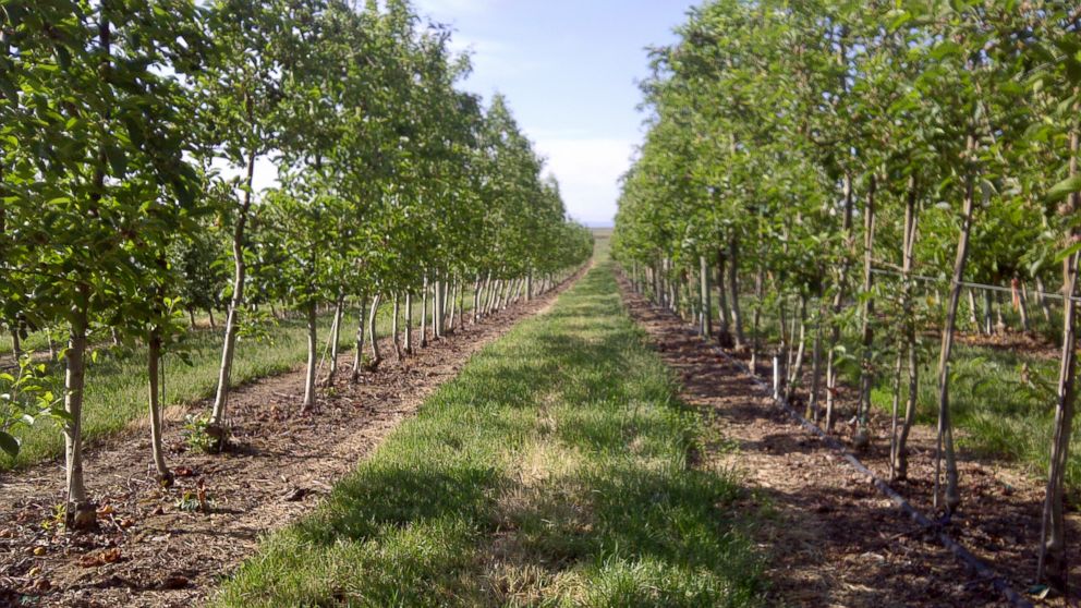 These apples won't turn brown after being sliced — and they're non-GMO