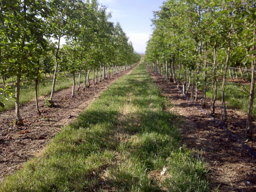 PHOTO: The Arctic Apple orchard is seen here.