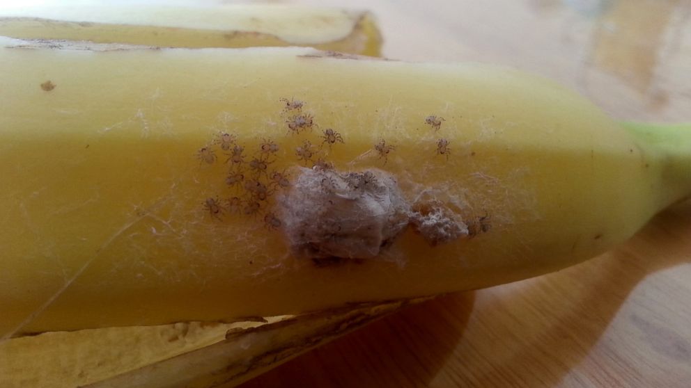 Spider that lives in bananas