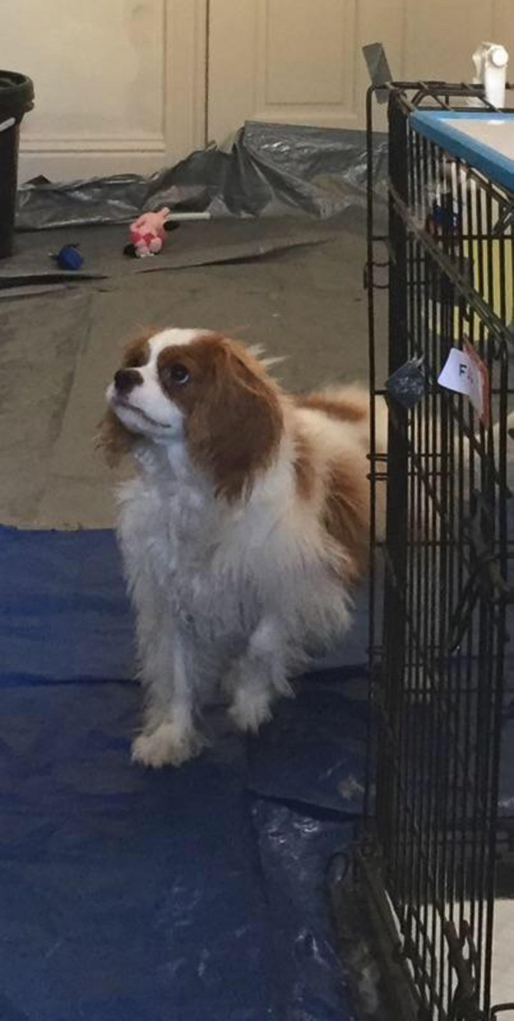 PHOTO: Nina Pham, a Dallas nurse who survived Ebola, is expected to be reunited with her dog, Bentley on Nov. 1, 2014.