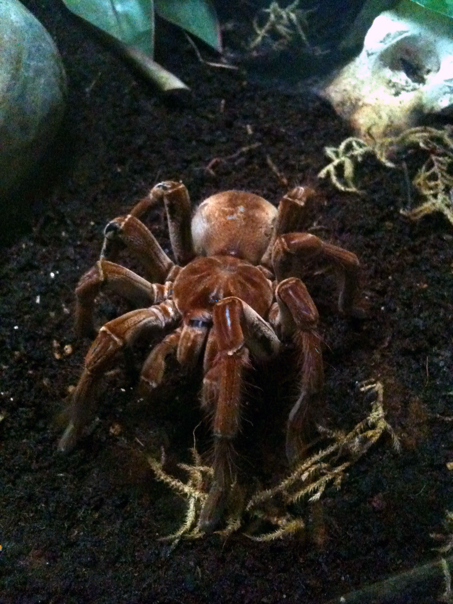 goliath bird eating spider bites human