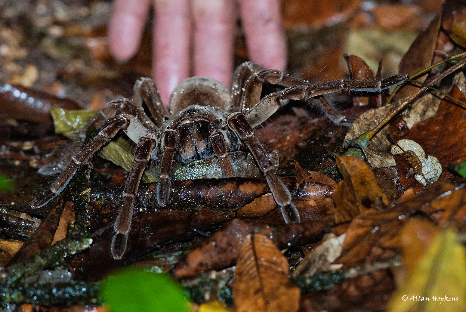 goliath bird eater spider eating a bird