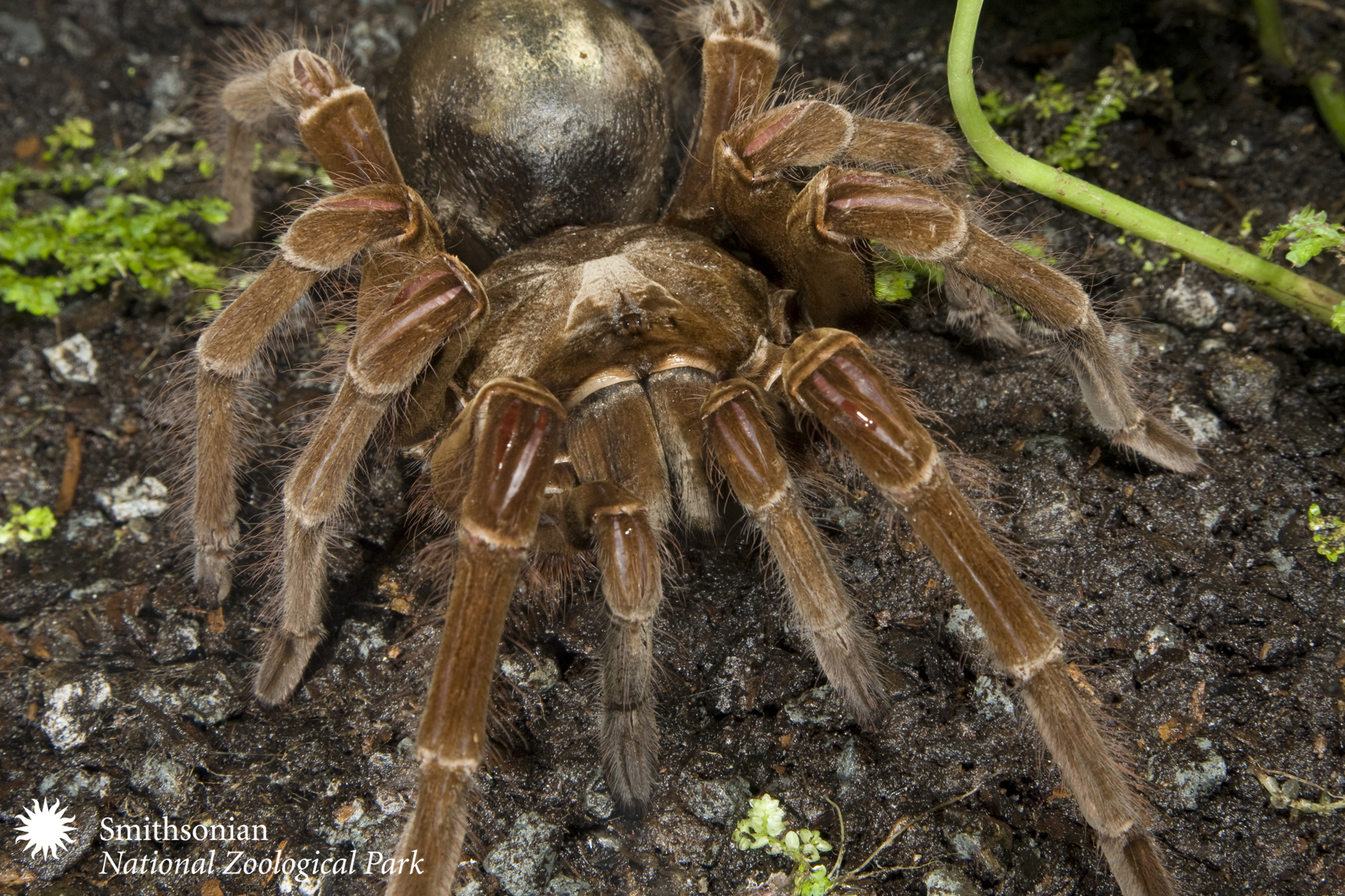 PHOTO: The birdeating spider does not in fact eat birds. It subsists on worms and mice.