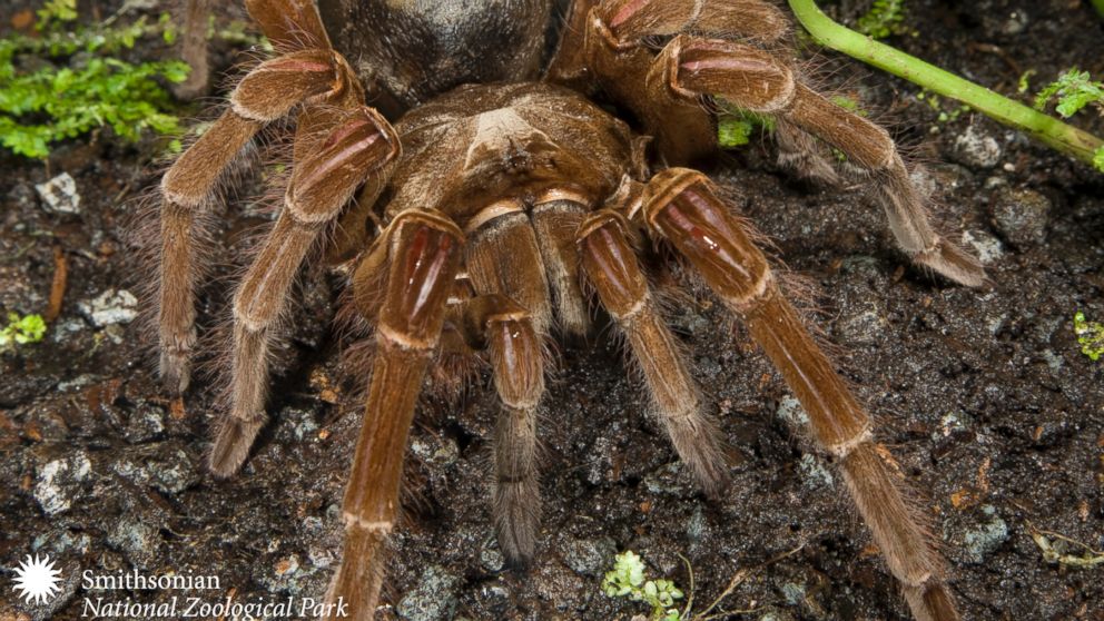 PHOTO: The birdeating spider does not in fact eat birds. It subsists on worms and mice.
