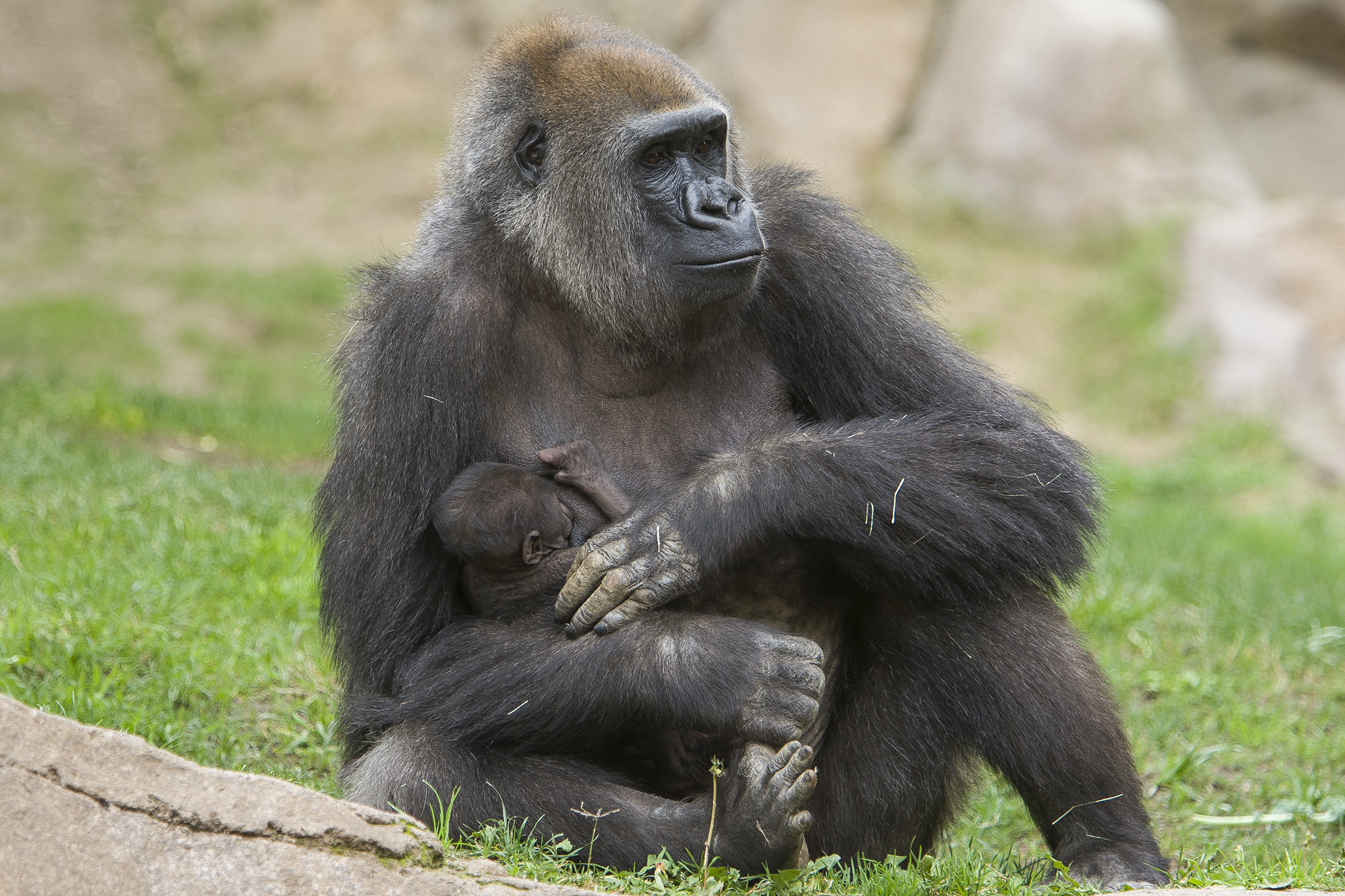 PHOTO: Imani, a Gorilla at the San Diego Zoo Safari Park, holds her newborn daughter, Mar. 25, 2014.