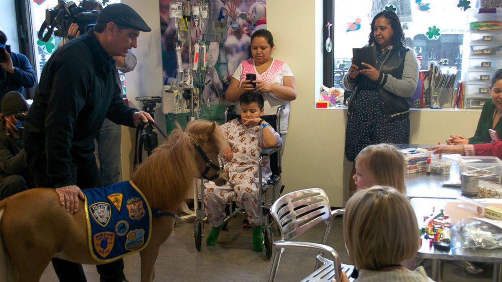 Honor, a therapy mini-pony, brought cheer to pediatric patients at Mt. Sinai yesterday.