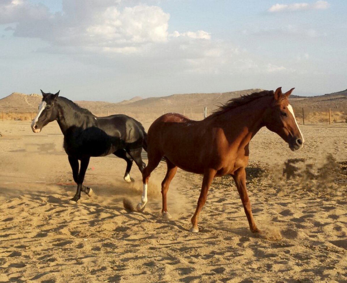 PHOTO: Becky Flowers gave her horse Phoenix, right, medical marijuana to help ease the pain of a chronic joint condition. 