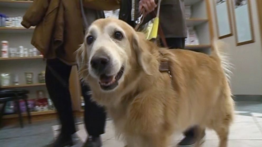 PHOTO: Ronald Henry's guide dog Kehotay has been by his side for the last eight years, but now it's the golden retriever who needs a helping hand.