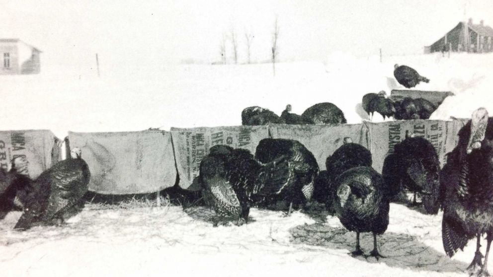 PHOTO: Turkeys on a Minnesota Farm circa 1939.