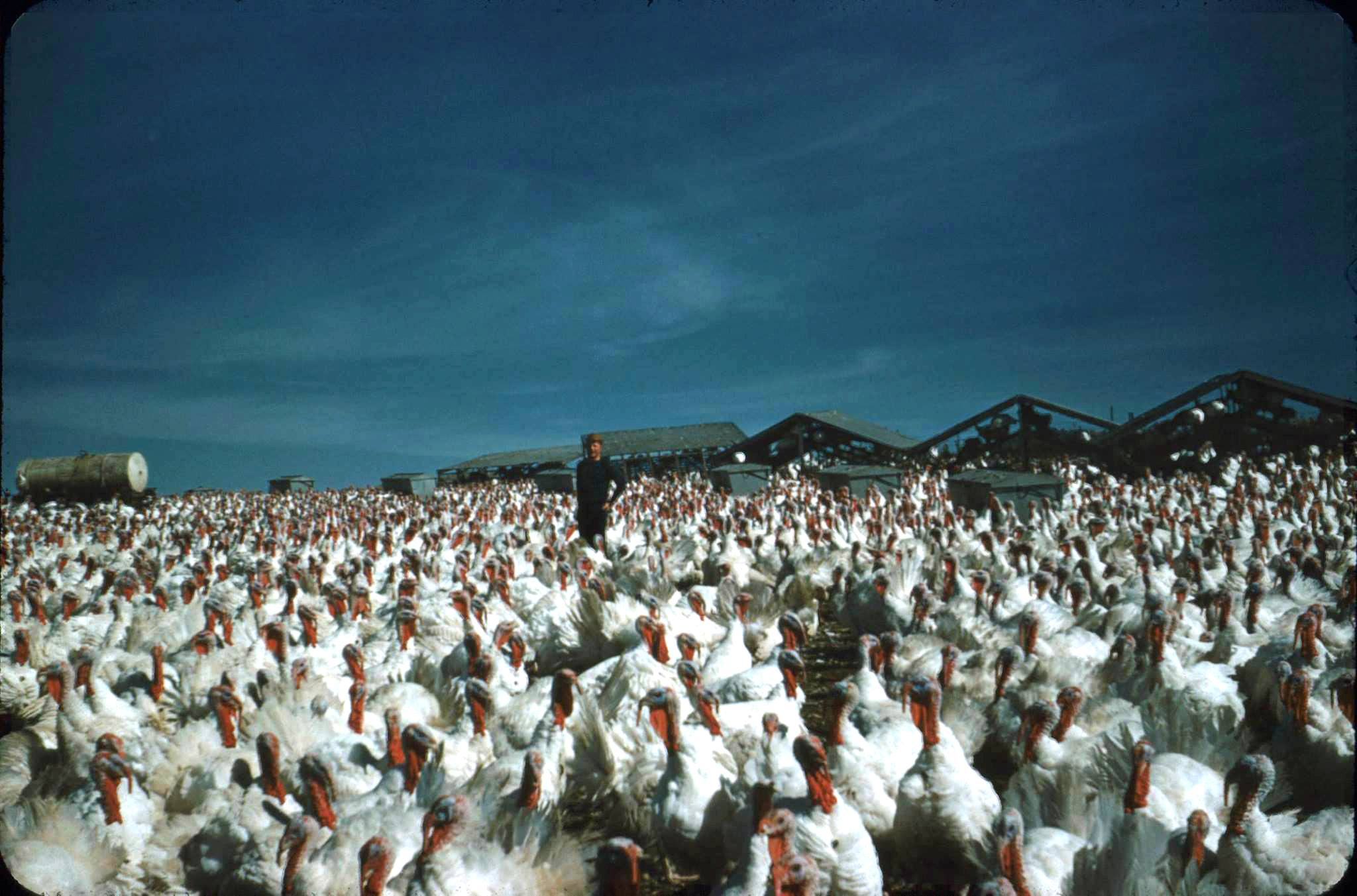 PHOTO: Turkeys on a Minnesota Farm circa mid 1950's.