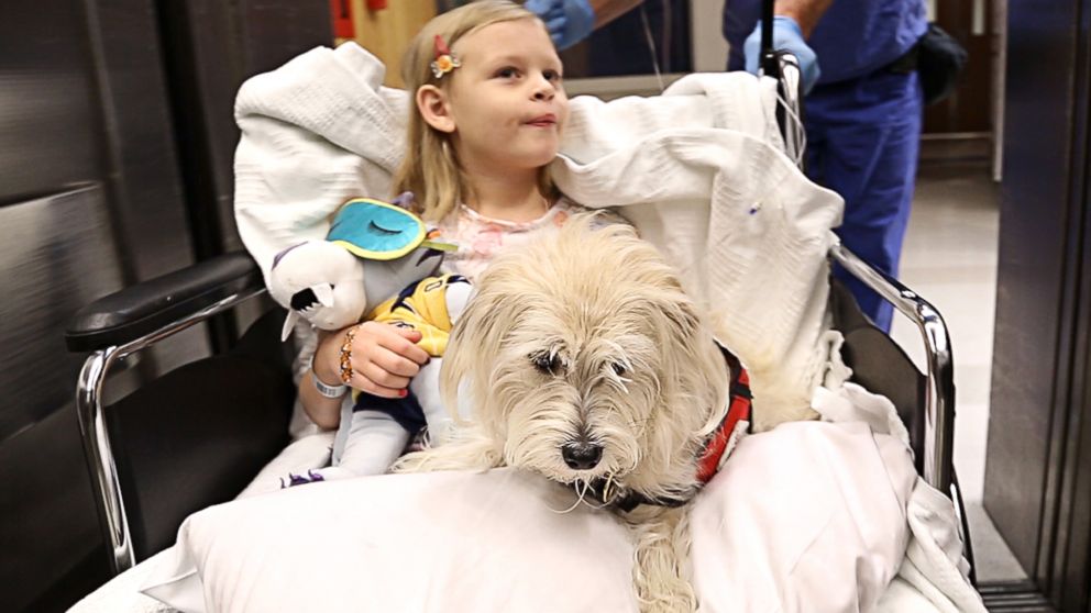 Kaelyn "KK" Krawczyk, 7, and her service dog, JJ, are wheeled into pre-op for her cystoscopy procedure at Duke University Hospital in Durham, N.C.