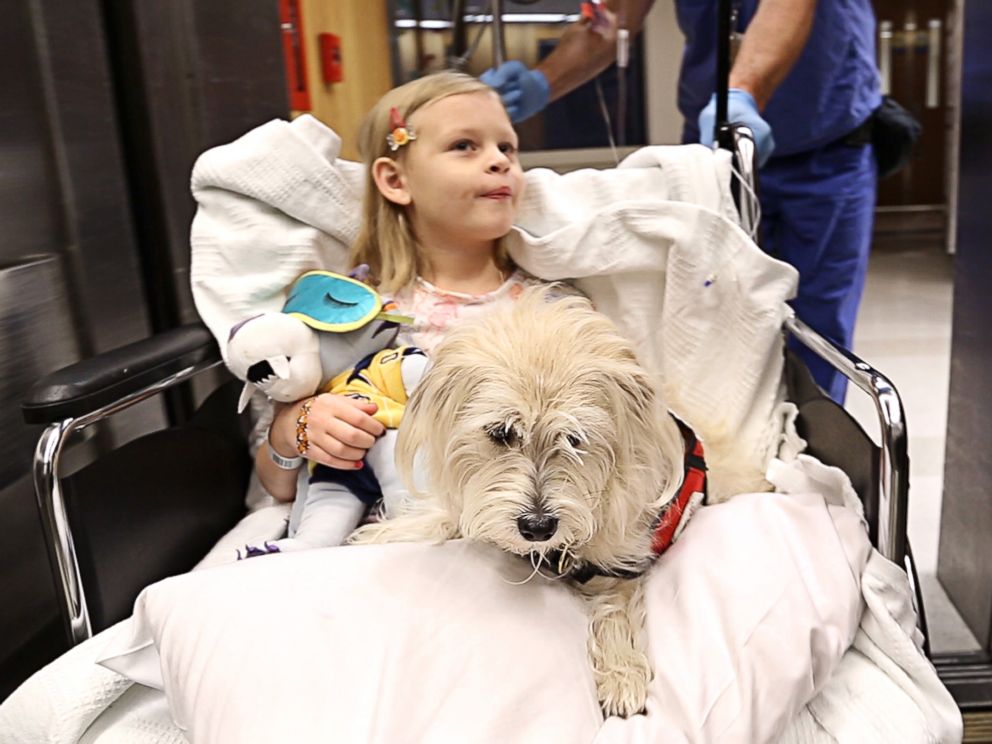 Lifesaving Service Dog Sniffs Out Girl S Disease Even In Operating Room Abc News