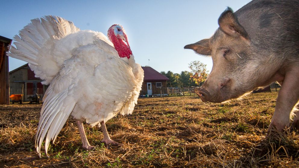 PHOTO: Lennon the Turkey and Antonio the pig exchange viewpoints at the Woodstock Farm Animal Sanctuary in Woodstock, New York.
