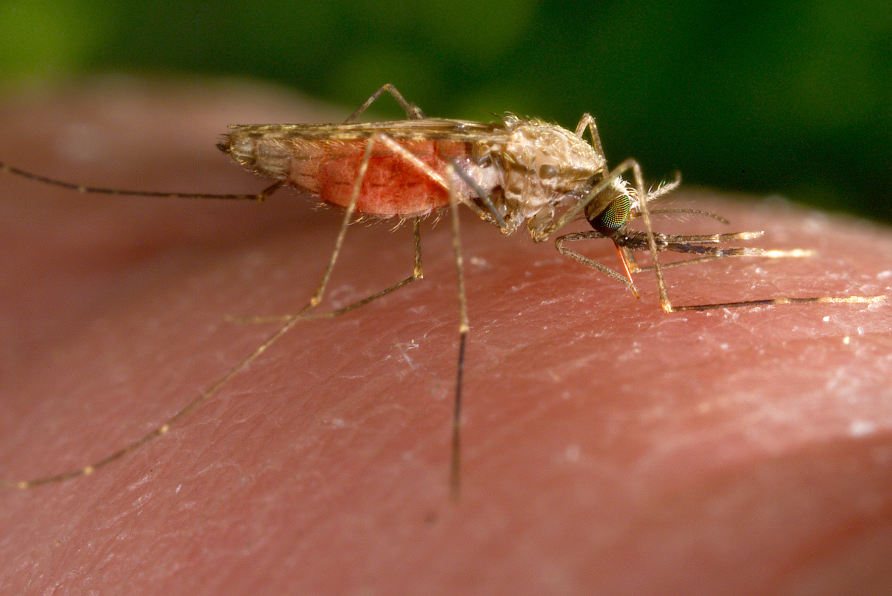 PHOTO: This 2014 photo made available by the U.S. Centers for Disease Control and Prevention shows a feeding female Anopheles gambiae mosquito.