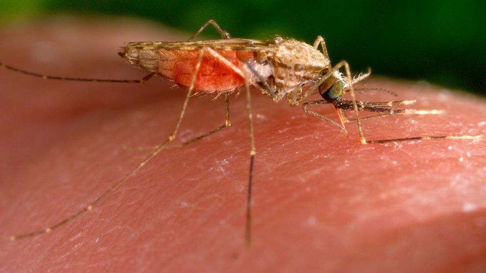 #2 more locally acquired cases of malaria found in Florida, bringing recent US total to 7