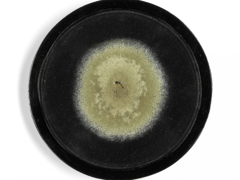 Penicillin mold cultured by Alexander Fleming auctioned for more than