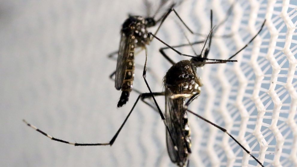VIDEO: Zika Virus: The Basics