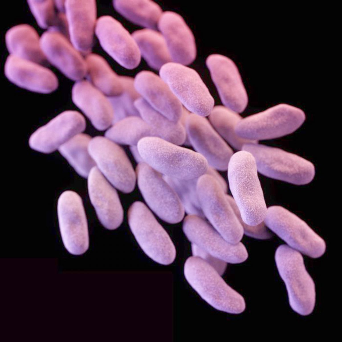 PHOTO: Carbapenem-resistant Enterobacteriaceae (CRE) bacteria is pictured in this medical illustration provided by the Centre of Disease Control and Prevention (CDC).
