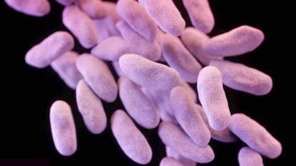 Carbapenem-resistant Enterobacteriaceae (CRE) bacteria is pictured in this medical illustration provided by the Centre of Disease Control and Prevention (CDC).