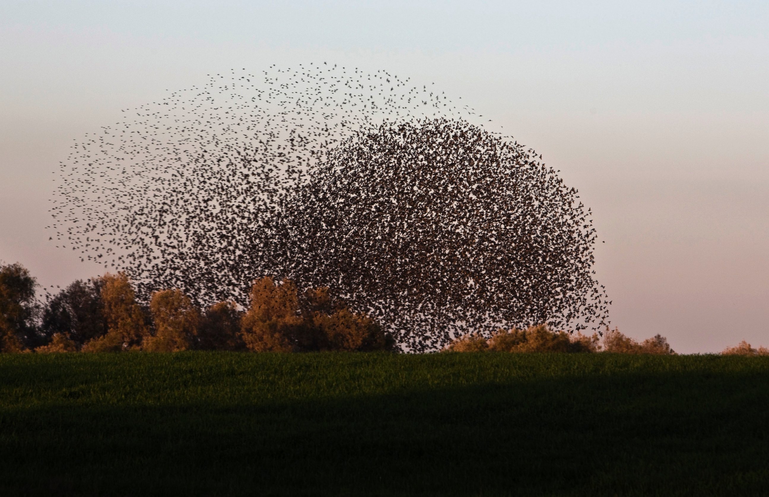 PHOTO: Migrating starlings fly in a formation near the southern Israeli town of Rahat, Feb. 2, 2015.