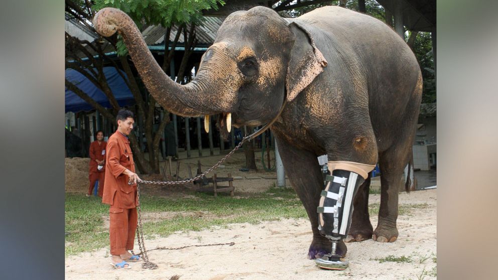 PHOTO:  Motala, a 50-year-old elephant in Thailand who lost her left front leg after stepping on a land mine a few years ago, received a new leg.