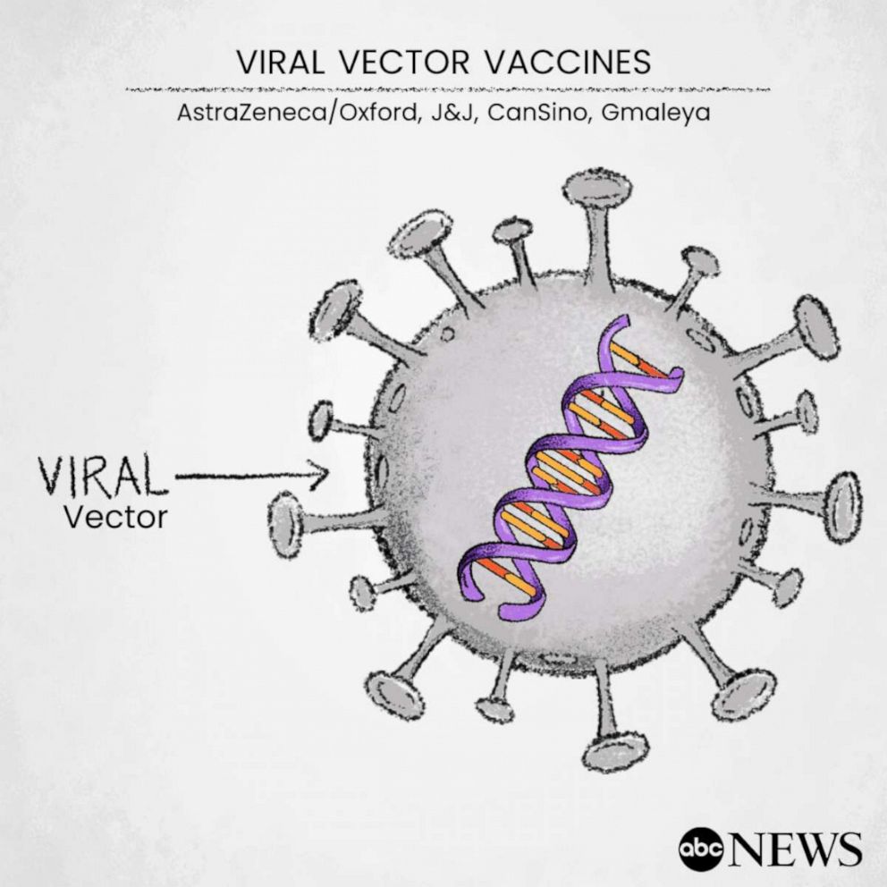 Vector viral Viral Vector
