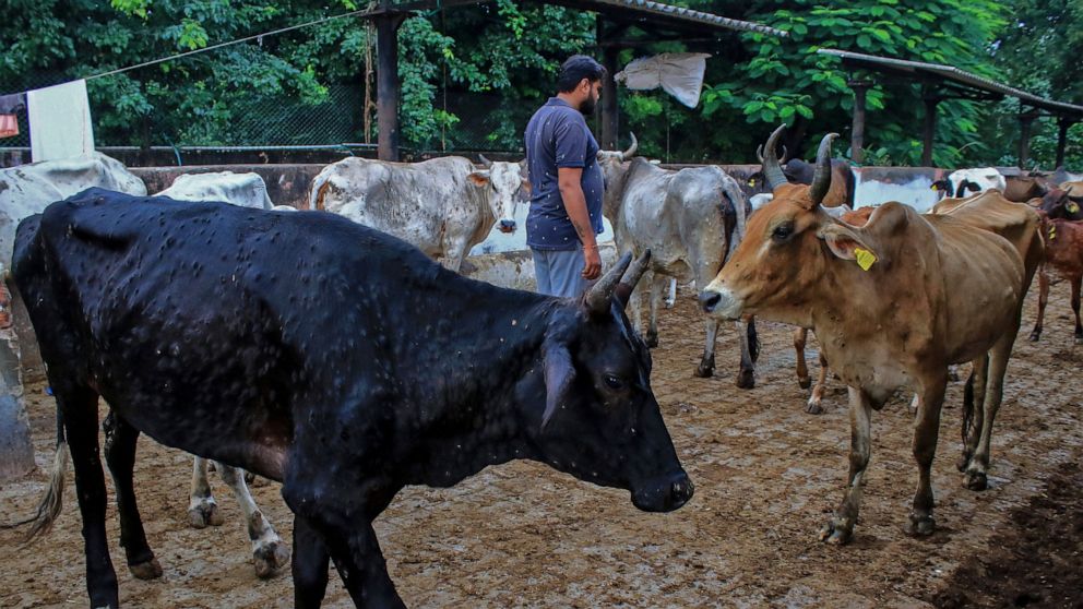 Un virus tue 100 000 bovins en Inde et menace les moyens de subsistance