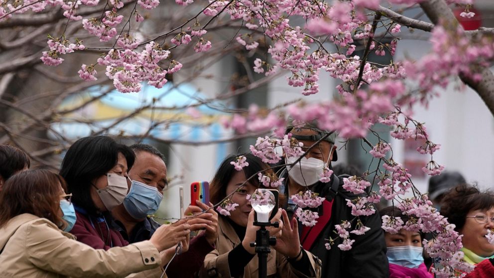 Visitors take photos of blooming cherry blossoms through a glass ball at a park on Wednesday, March 30, 2022, in Beijing. China's coronavirus case numbers in its latest infection surge are low compared with other major countries. But the ruling Commu
