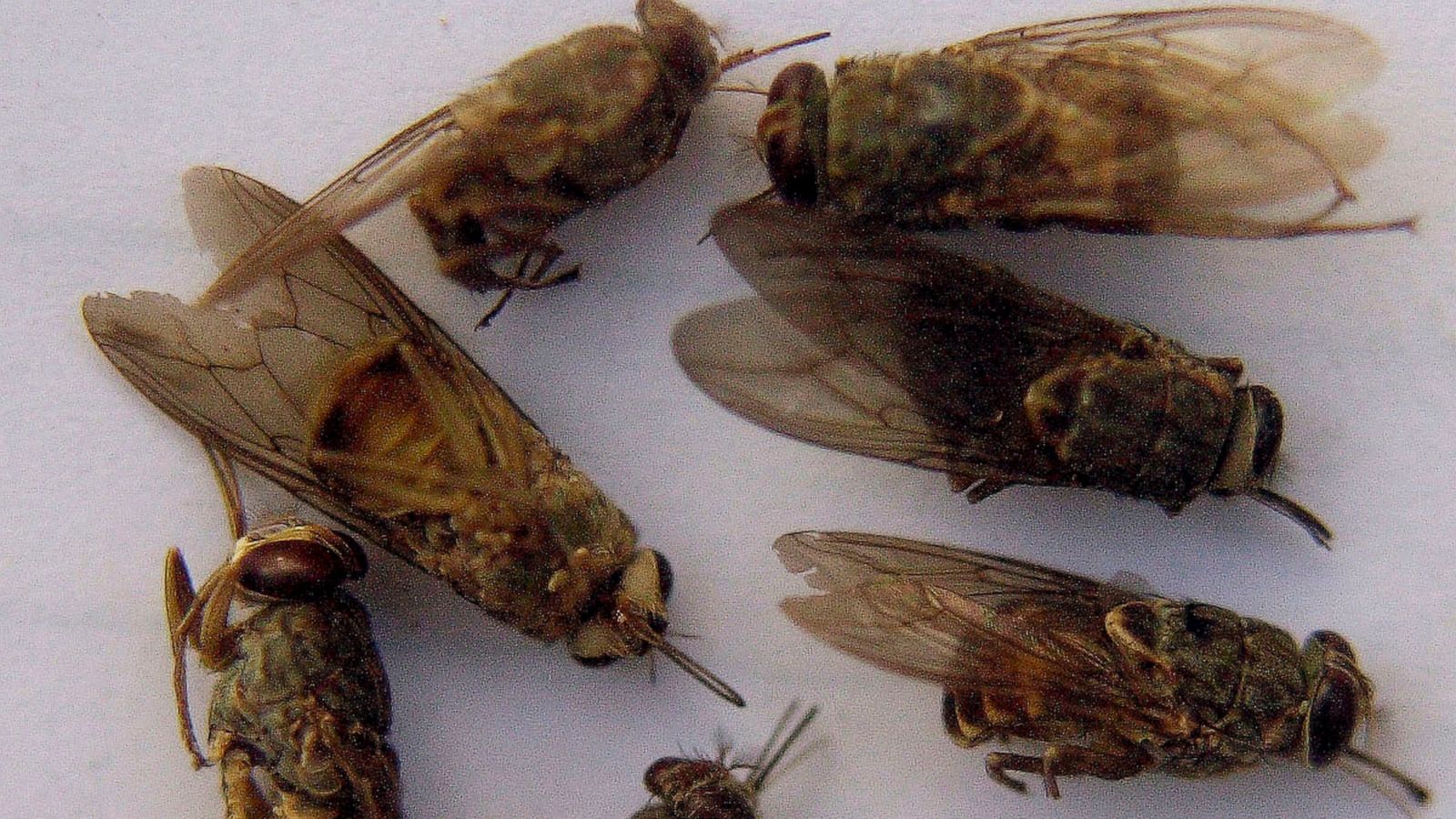 Malawi Fights Tsetse Flies Disease After Wildlife Relocated Abc News