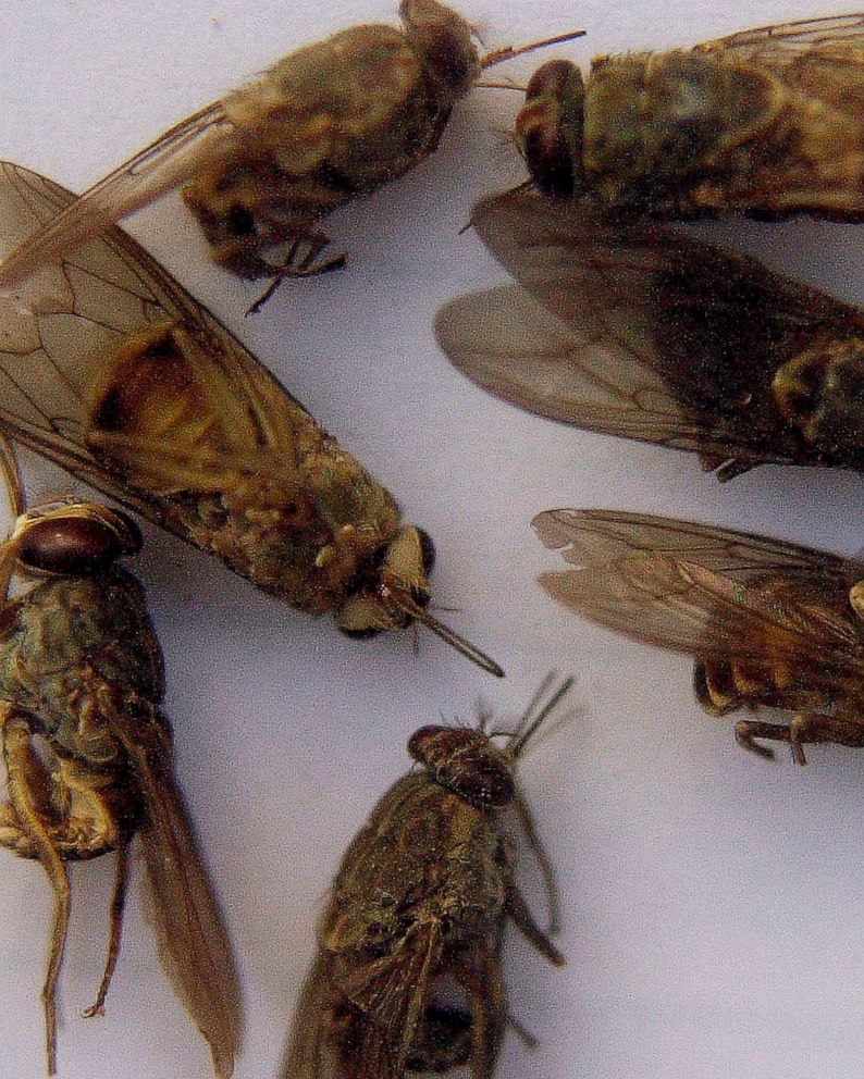 Malawi Fights Tsetse Flies Disease After Wildlife Relocated Abc News