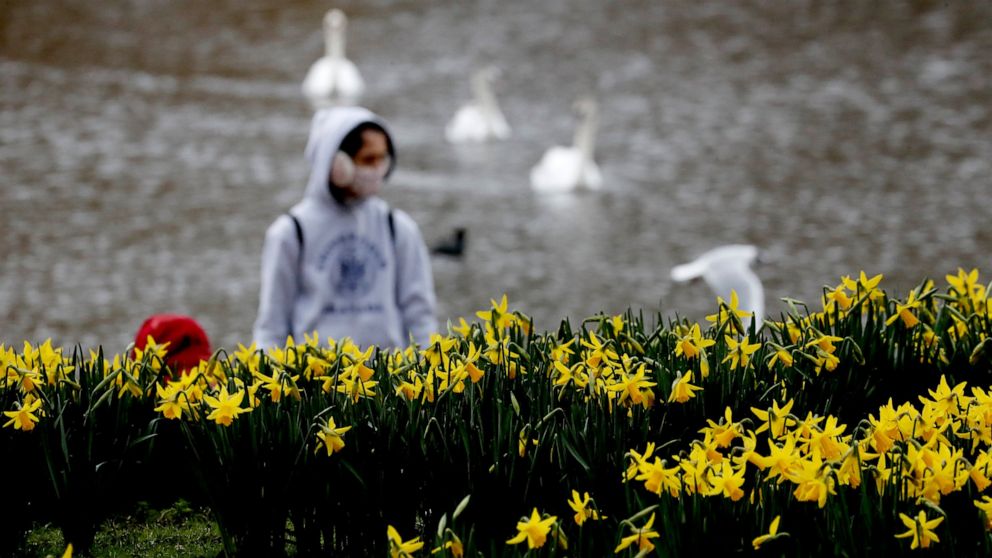 A pedestrian wearing a face covering due to the Covid-19 pandemic walks past blooming daffodils in a park in London, Friday, Feb. 19, 2021 as the lockdown in Britain continues. Britain has given a first vaccine shot to over 15 million people, almost 